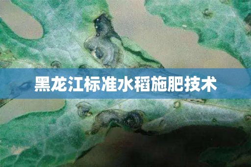 黑龙江标准水稻施肥技术