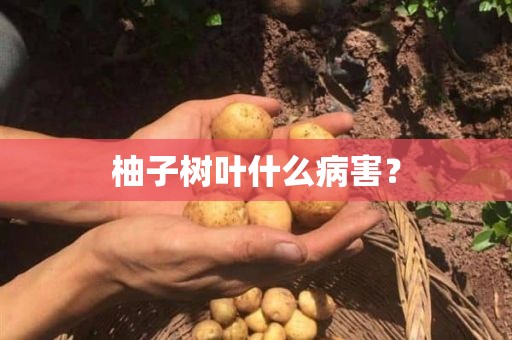 柚子树叶什么病害？