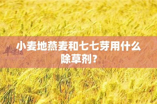 小麦地燕麦和七七芽用什么除草剂？