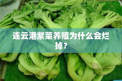 连云港紫菜养殖为什么会烂掉？