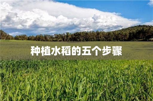 种植水稻的五个步骤