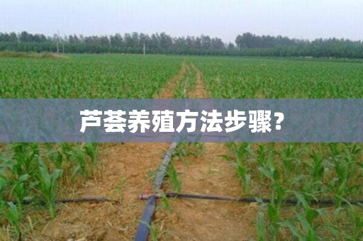 芦荟养殖方法步骤？