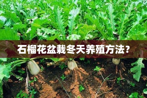 石榴花盆栽冬天养殖方法？