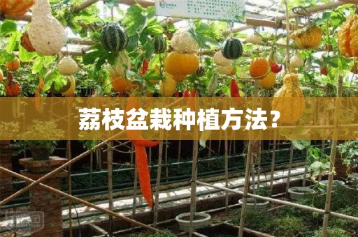荔枝盆栽种植方法？