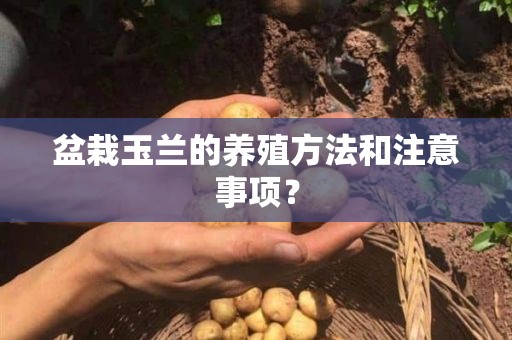 盆栽玉兰的养殖方法和注意事项？