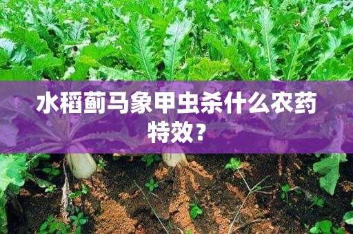 水稻蓟马象甲虫杀什么农药特效？