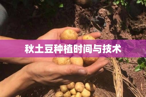 秋土豆种植时间与技术