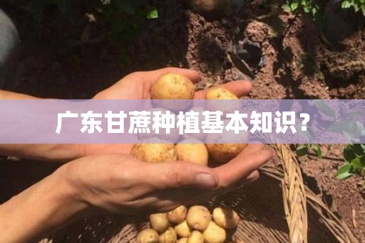 广东甘蔗种植基本知识？