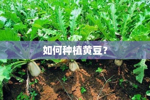 如何种植黄豆？