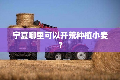 宁夏哪里可以开荒种植小麦？
