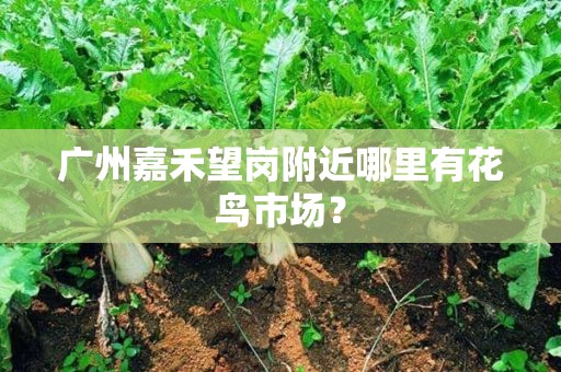 广州嘉禾望岗附近哪里有花鸟市场？